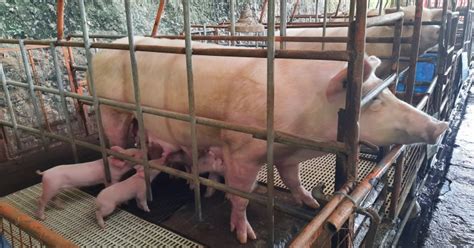 pork ban cebu pacific 2024 update today|Cebu gov lifts border control of pork amid ASF scare .